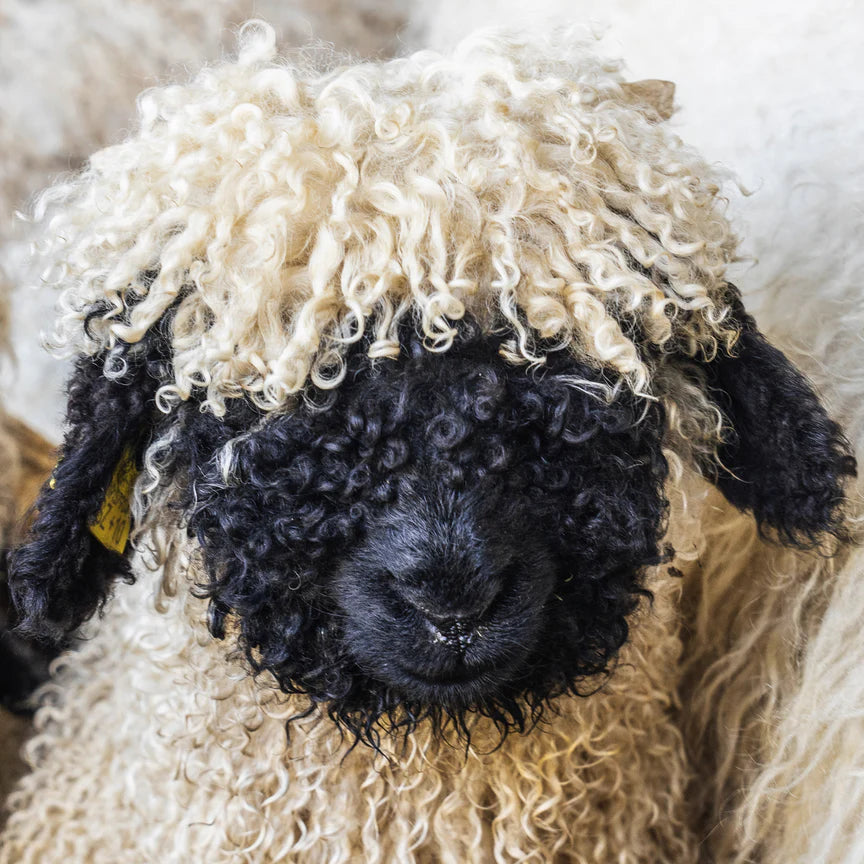 Dog Wool Balls - Medium