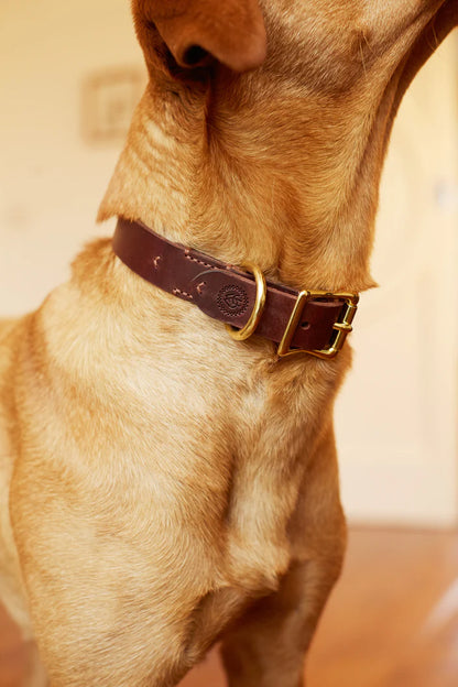 Collar Classic Cognac - L+ (36-42cm/2.5)