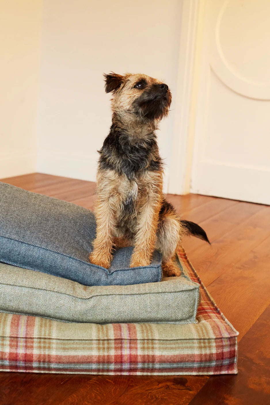 DOG BED TWEED BUGLE - Medium