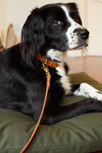 DOG LEAD CLASSIC Cognac (120cm / 1,5cm)